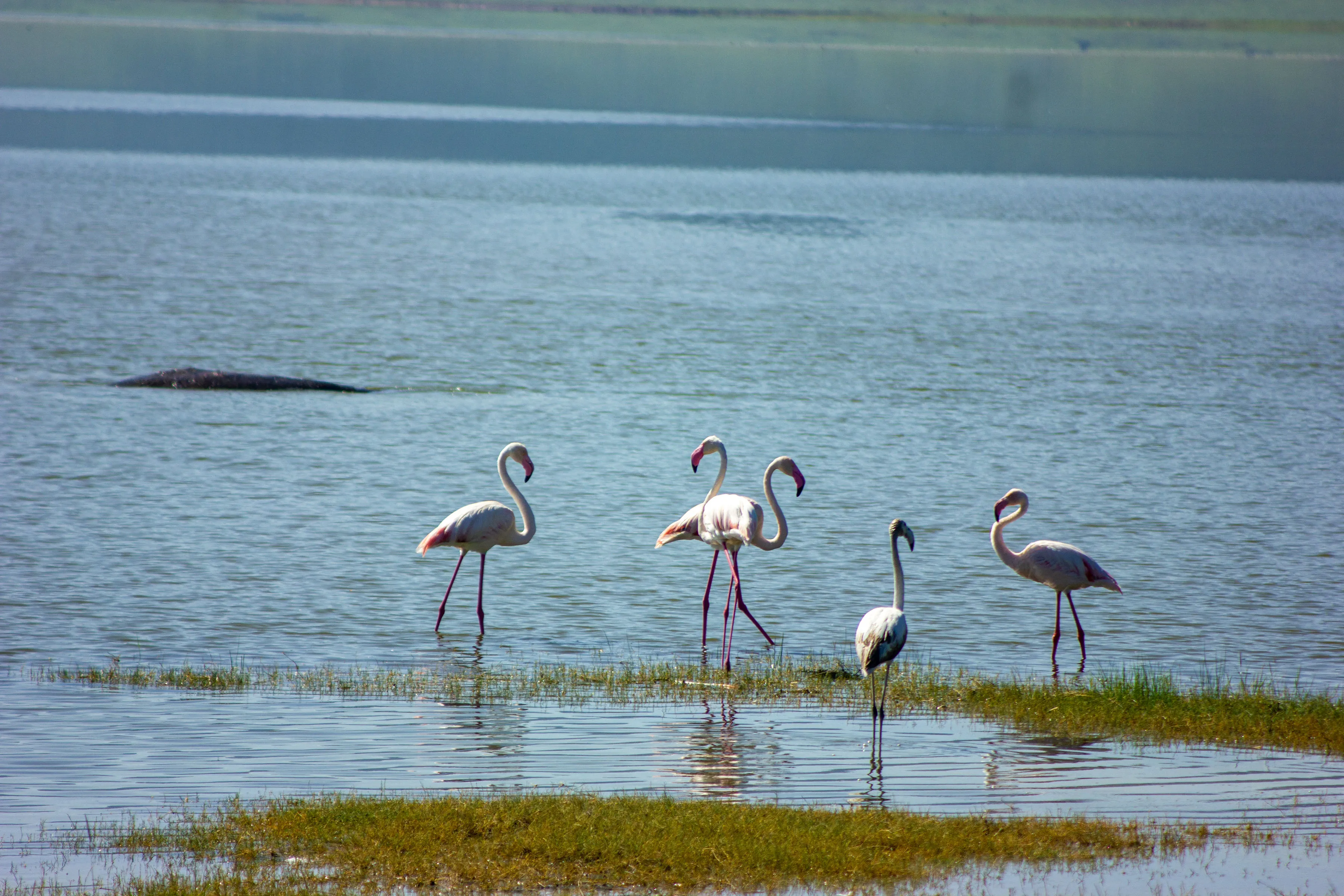 Ngorongoro Conservation Area