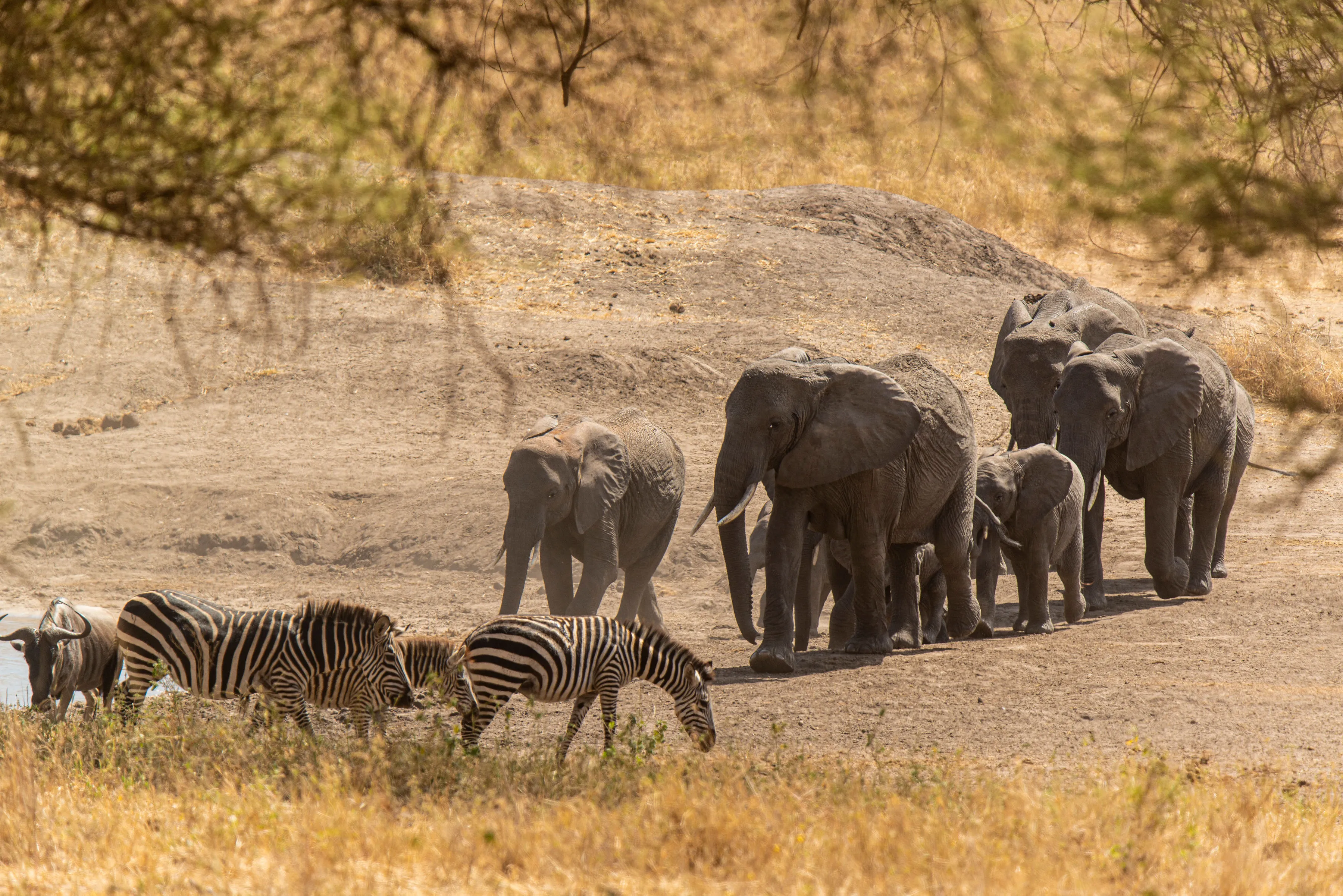 Lake Manyara National Park