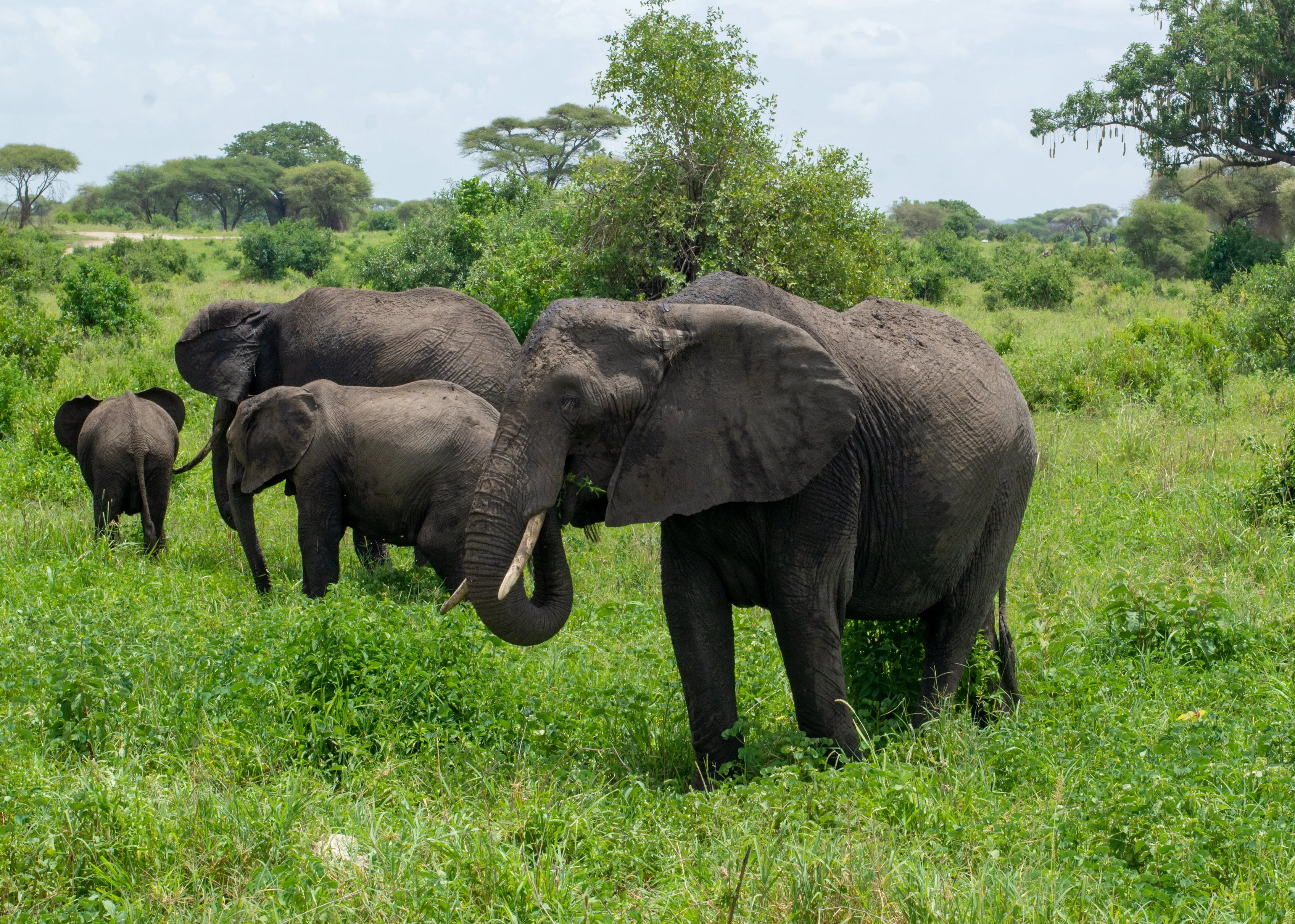 3 Days Taste of Tanzania Safari