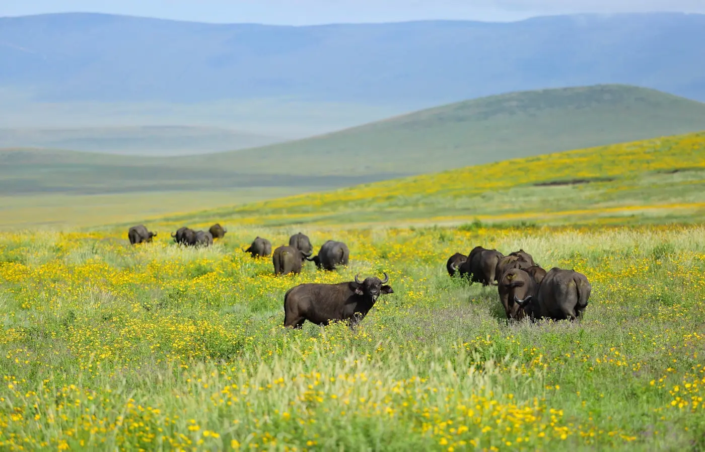 Option 2: Ngorongoro Crater
